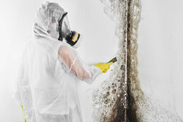 Best Mold Damage Repair  in Annapolis Neck, MD