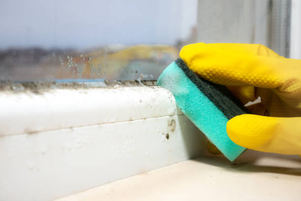 Best Mold Testing  in Annapolis Neck, MD