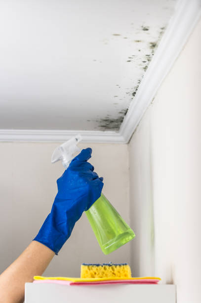 Best Residential Mold Removal  in Annapolis Neck, MD