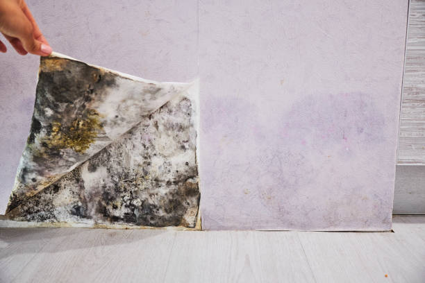 Best Mold Damage Repair  in Annapolis Neck, MD